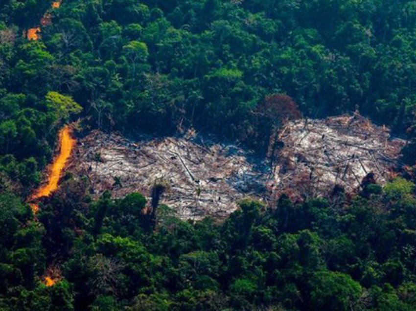 Pyjet e shiut në Amazonë, pësojnë humbjen më të madhe të bimësisë prej vitesh