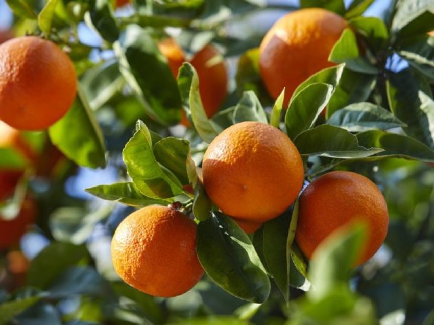 Mbi 900 tonë mandarina u eksportuan gjatë javës së fundit të nëntorit