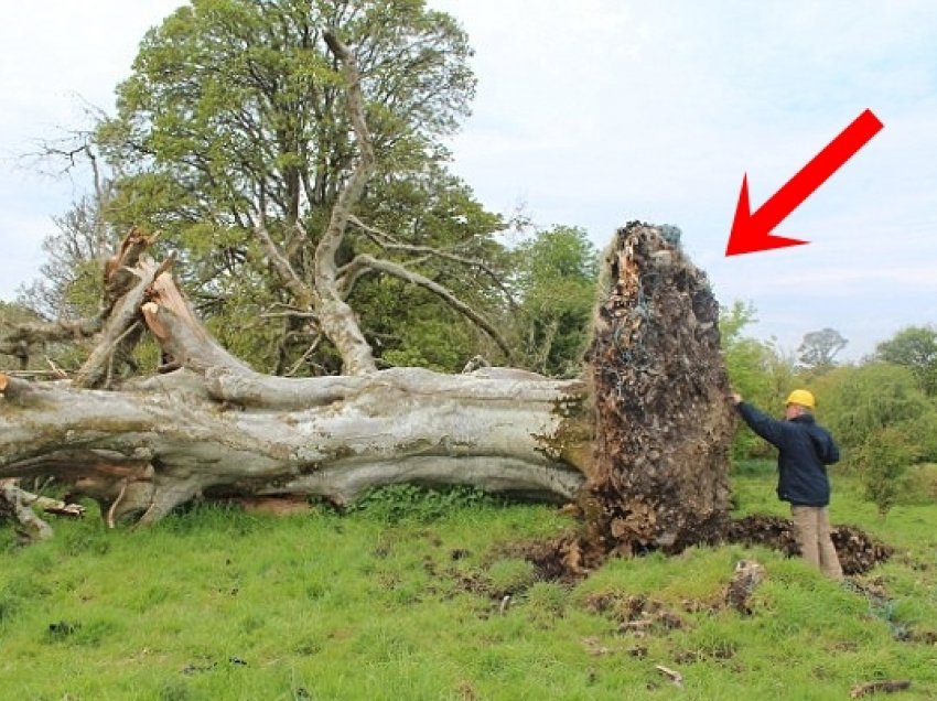 Stuhia e fortë rrëzoi këtë pemë dyshekullore, ajo që gjetën në rrënjë i la të gjithë pa fjalë