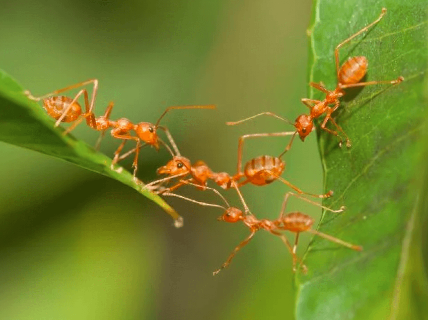 Çfarë mund të mësojmë nga milingonat?