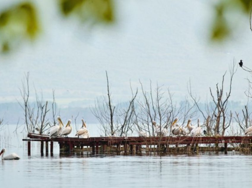 MMJPH:Kemi përgatitur dhe dorëzuar për shqyrtim dhe miratim tejkalimin e situatës me uljen e nivelit të ujit të Liqenit të Prespës