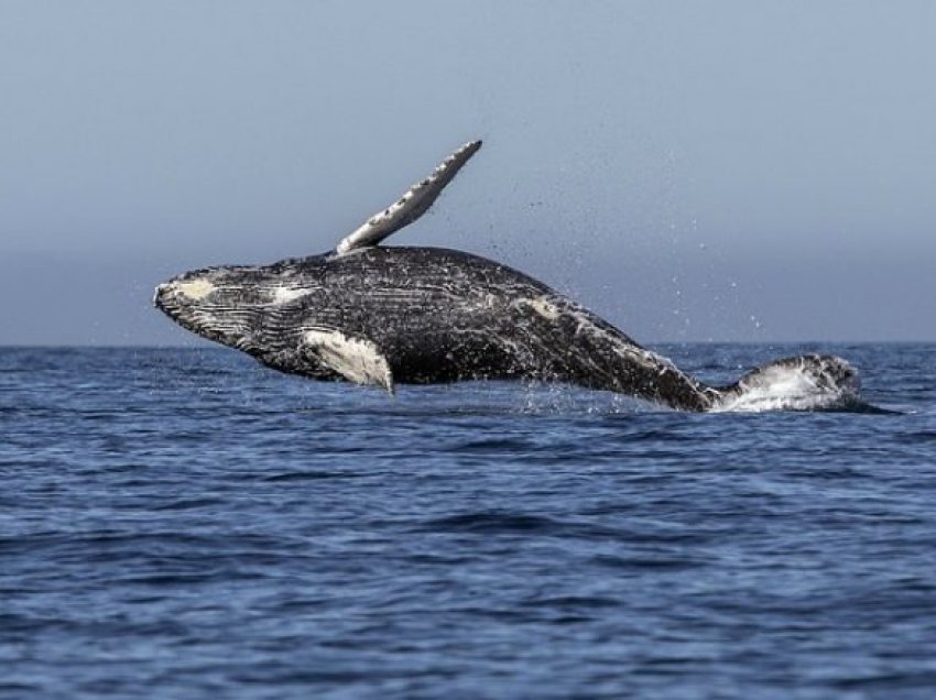 Fotografi të rralla të balenave teksa dremitin