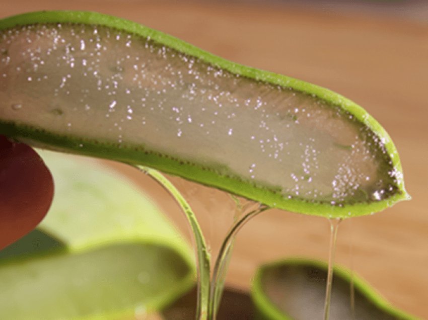 Zbuloni si të përdorni Aloe Verën për shëndetin e dhëmbëve