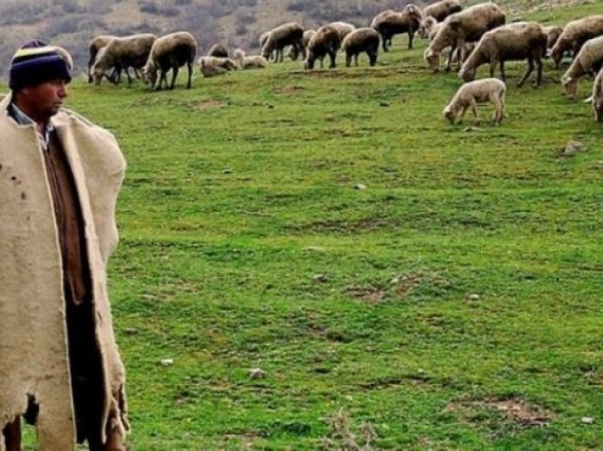 Ky shtet po kërkon çobanë, paga mujore mbi 2000 euro