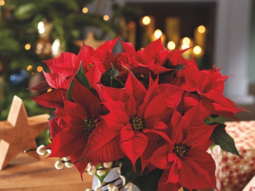 Lulja e Krishtlindjeve: 5 këshilla për të jetuar gjithë vitin në shtëpinë tuaj