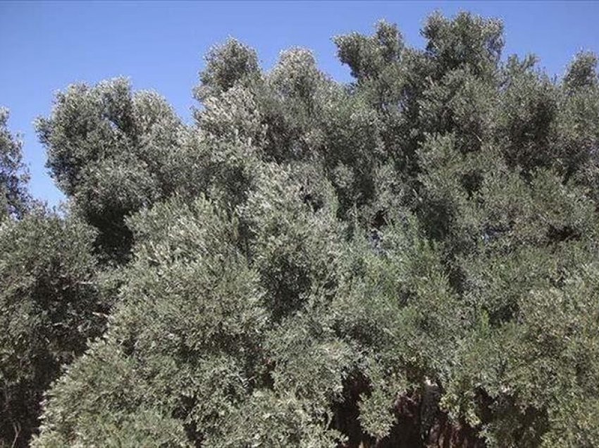 Kolonët izraelitë djegin 400 pemë ulliri në Bregun Perëndimor