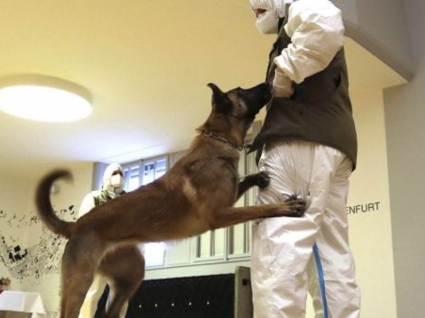Austria prezanton qenin ushtarak që mund të nuhasë koronavirusin