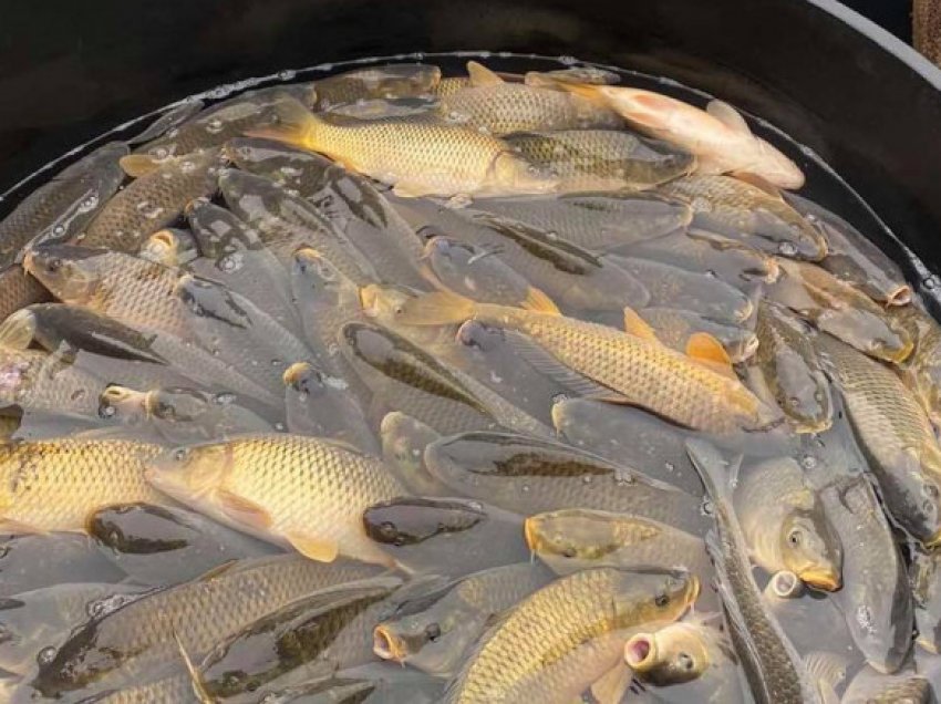 Komuna e Zubin Potokut pa pasuruar liqenin e Ujmanit me 5 tonë peshk krapi