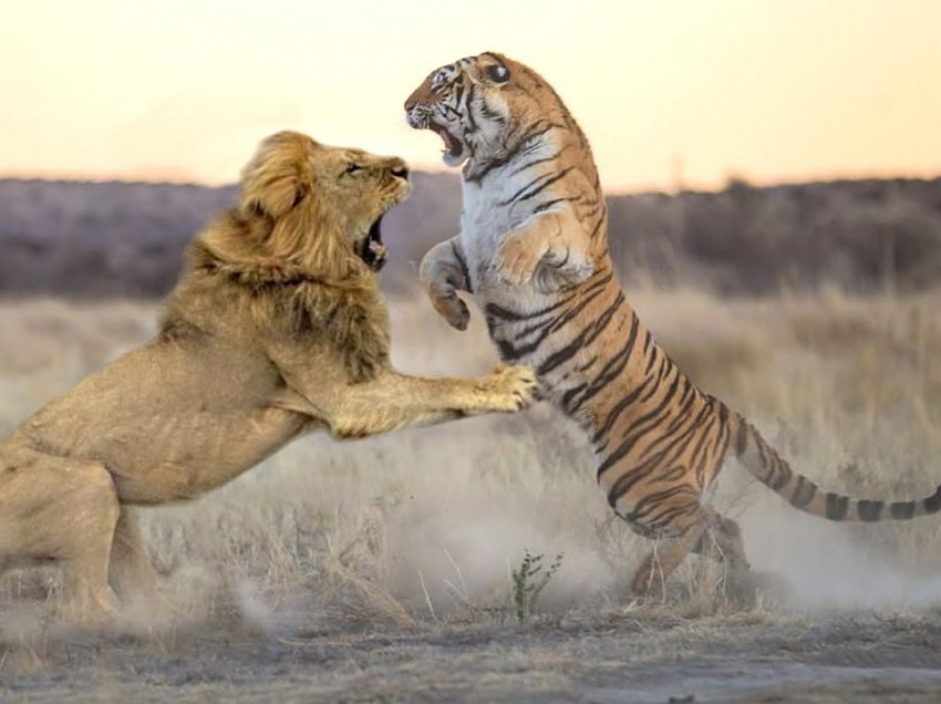 Një luftë midis luanit dhe tigrit, kush fiton?