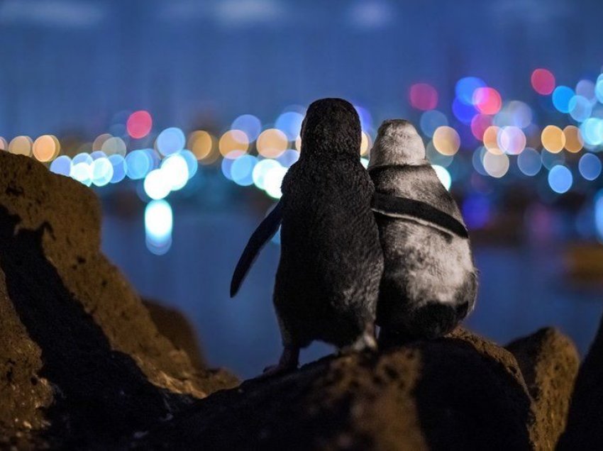 Fotografia e pinguinëve të ve shpallet fotografia e vitit për 2020