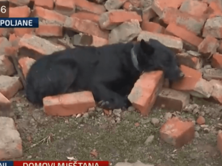 Pamje prekëse nga Kroacia, qeni vazhdon ta ruajë shtëpinë e rrënuar