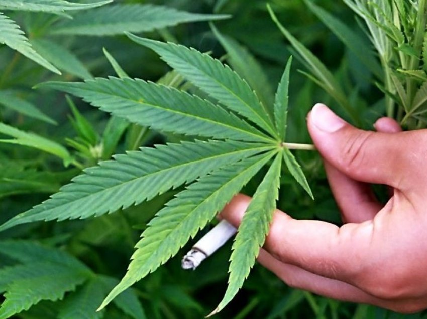 Legalizohet marihuana në Maqedoninë Veriore: Secili qytetar mund të mbjellë dy-tri fije