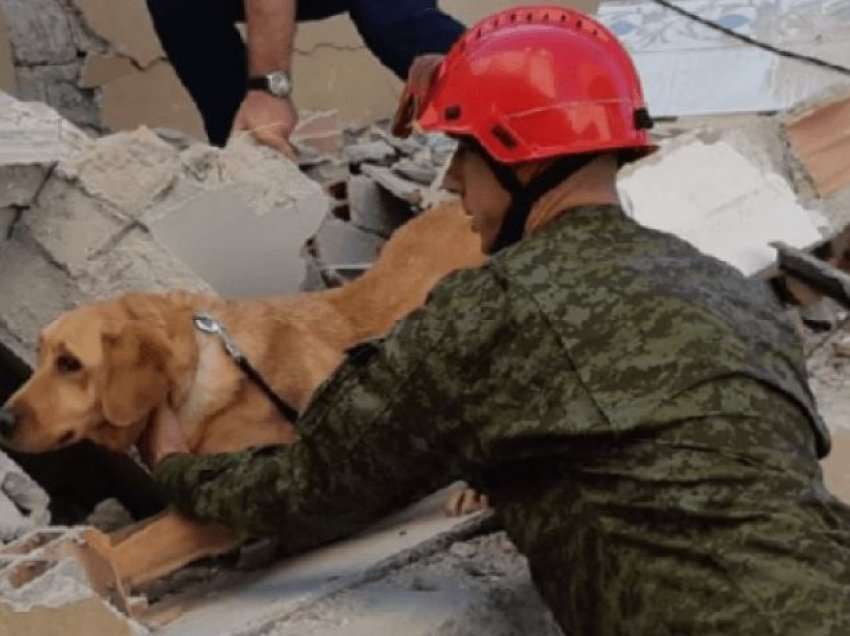 Një vit pas tërmetit, Abazi: Çfarë ka ndryshuar në emergjencat civile, sa qen janë stërvitur?