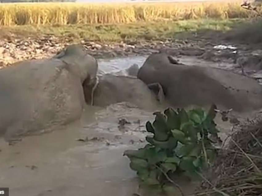 Banorët shpëtojnë tre elefantë që ishin bllokuar në moçal