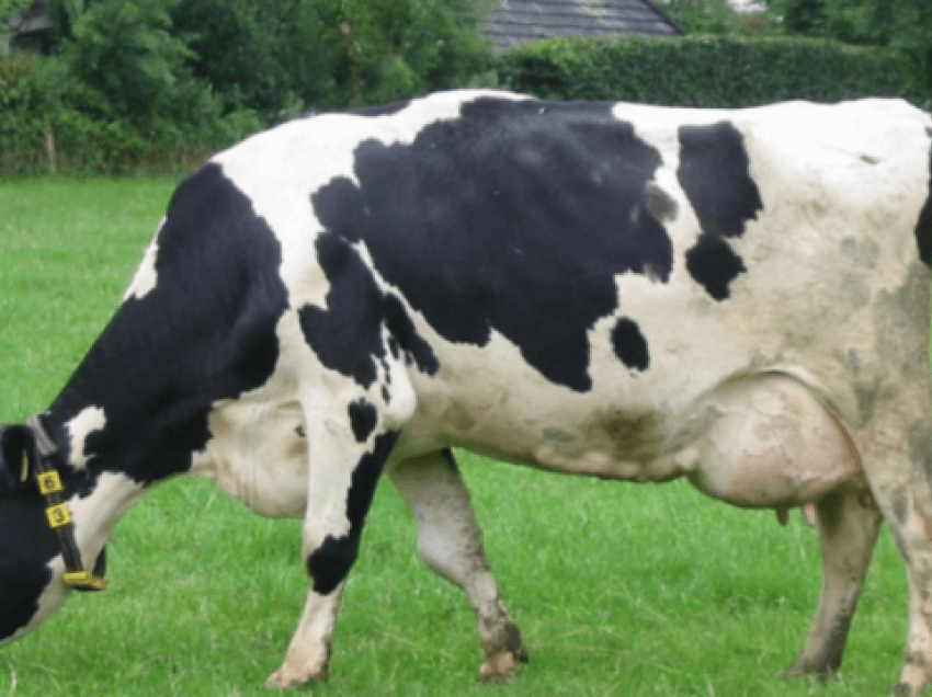 Shkencëtarët trajnojnë lopët për të urinuar në zona të veçanta