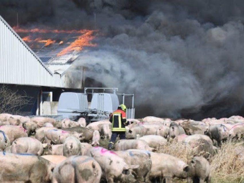 ​Zjarr në një fermë në Gjermani, pësojnë 55.000 derra