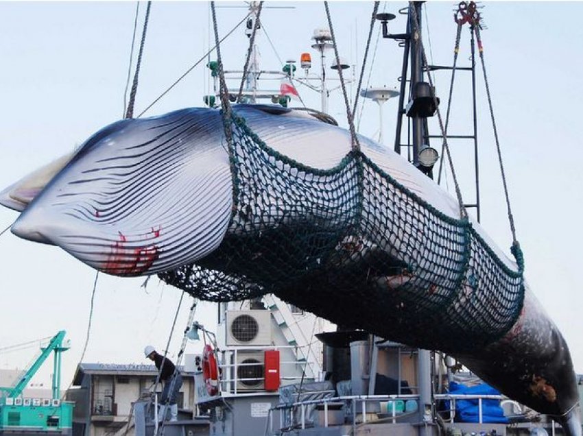 120 balena do të vriten në Japoni teksa vendi nis sezonin e kontestuar të gjuetisë komerciale
