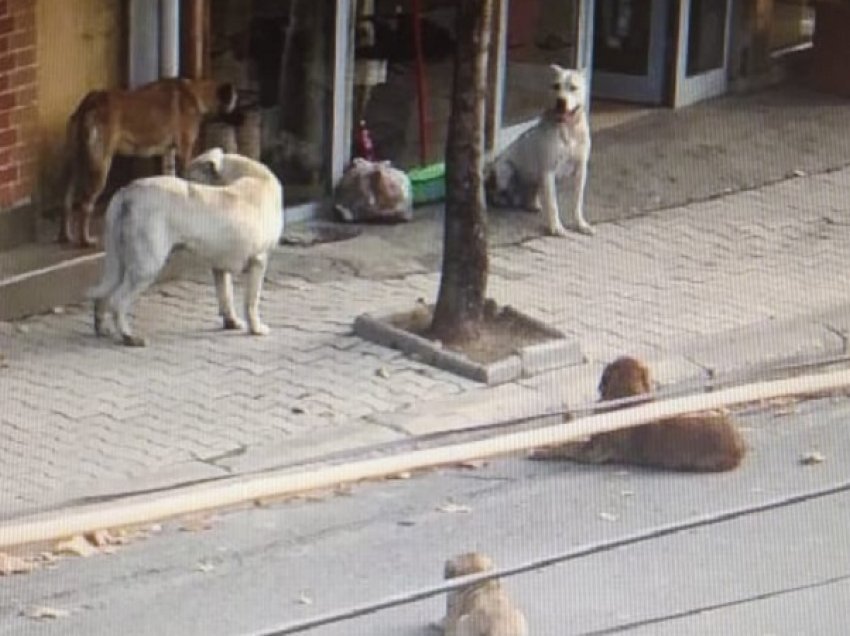 Rastet/ Qentë e rrugës bëjnë ‘kërdinë’ në Tiranë, 30 ankesa për kafshime në 2 muaj, mes tyre edhe fëmijë