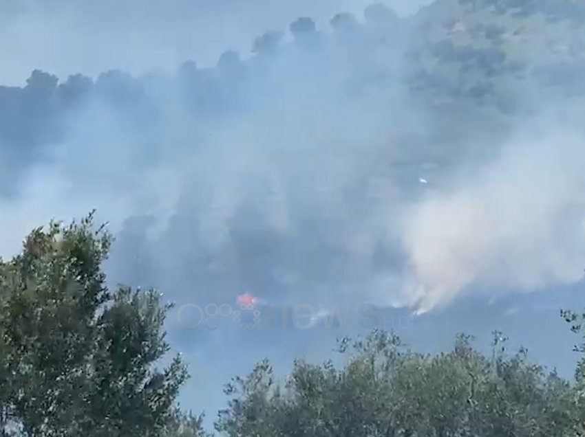 Bie zjarr në parcelat me ullinj në kodrat e fshatit Zhupan në Levan