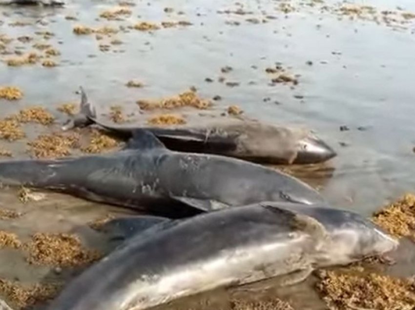 Gjenden 60 delfinë të ngordhur në breg të detit, autoritetet nisin hetimet