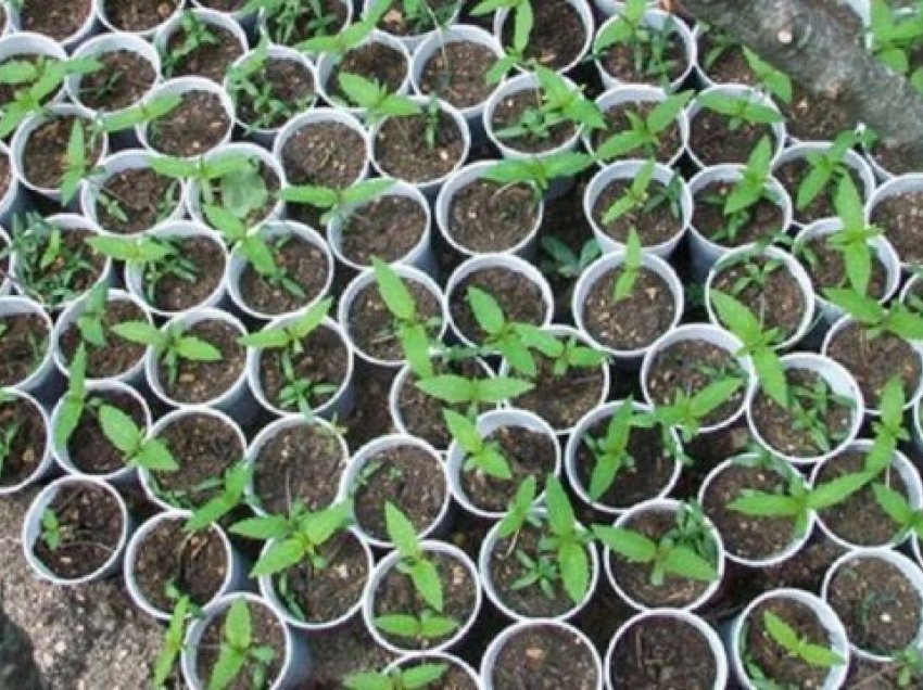 Kultivonte kanabis duke e mbjellë përreth banesës, në pranga 35-vjeçari në Vlorë