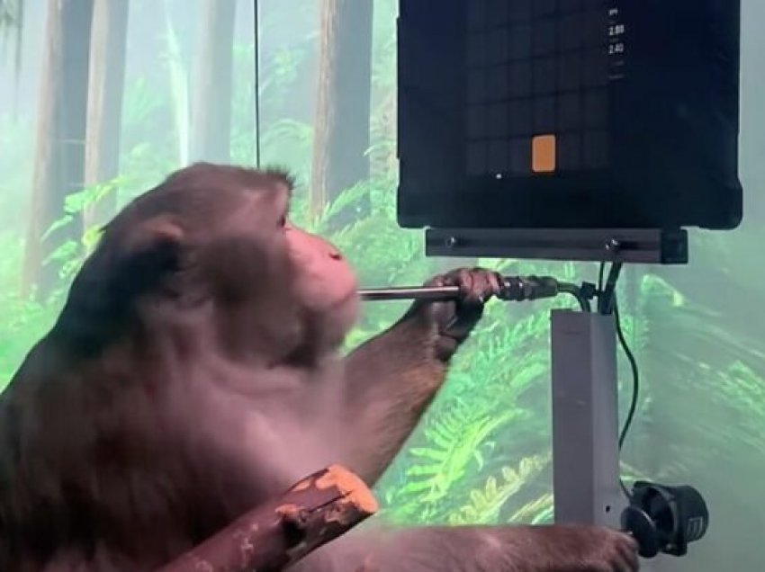 Eksperimenti i majmunit që luan videolojëra është financimi më i fundit i Elon Musk
