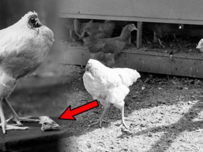 Shokohen shkencëtarët, kjo është pula e cila jetoi 18 muaj pa kokë