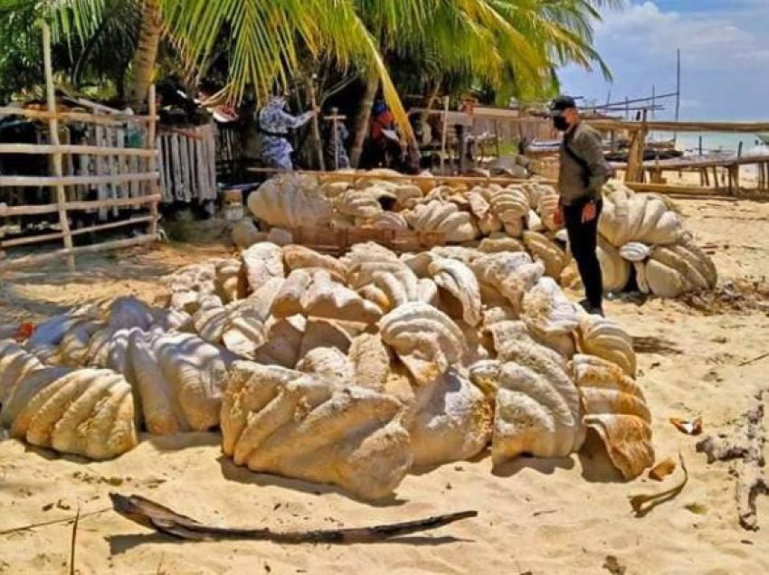 Filipinet kapin predha të fosilizuara të molusqeve me vlerë 25 milionë dollarë