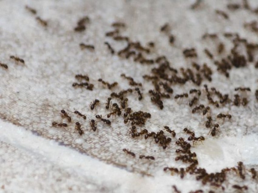 Si t’i eliminoni dhe zmbrapsni milingonat në mënyrë të sigurt