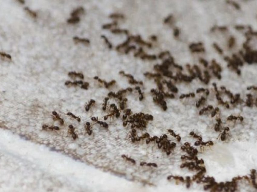 Kjo është mënyra e duhur për t’i larguar milingonat