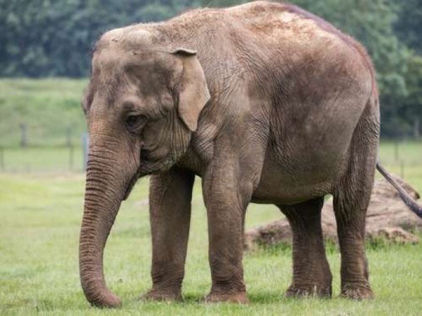 500 elefantë mund të vriten sepse pandemia shkatërroi turizmin