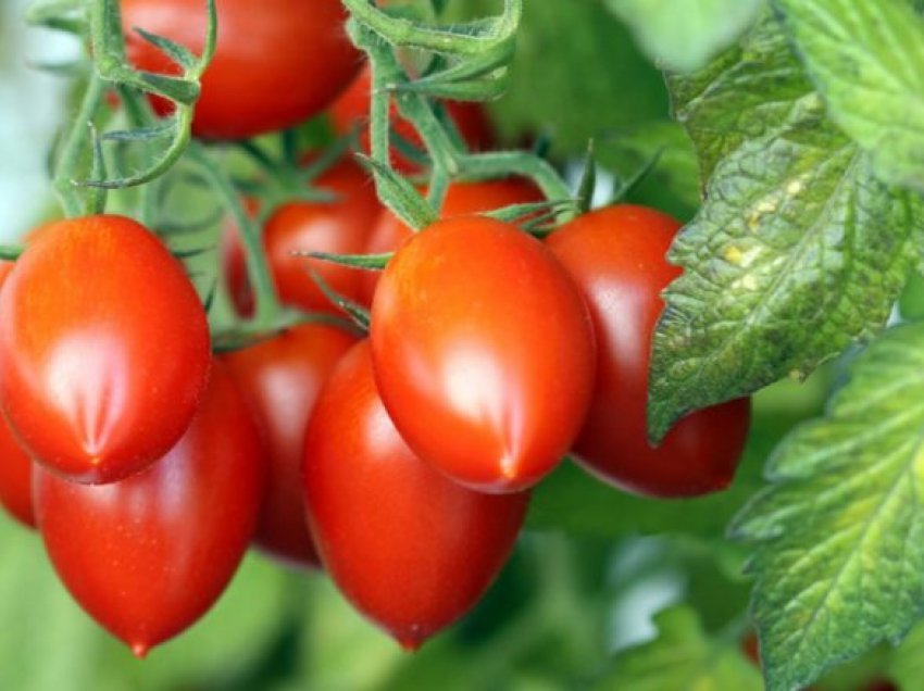 Si të mbillni domatet në mënyrë korrekte