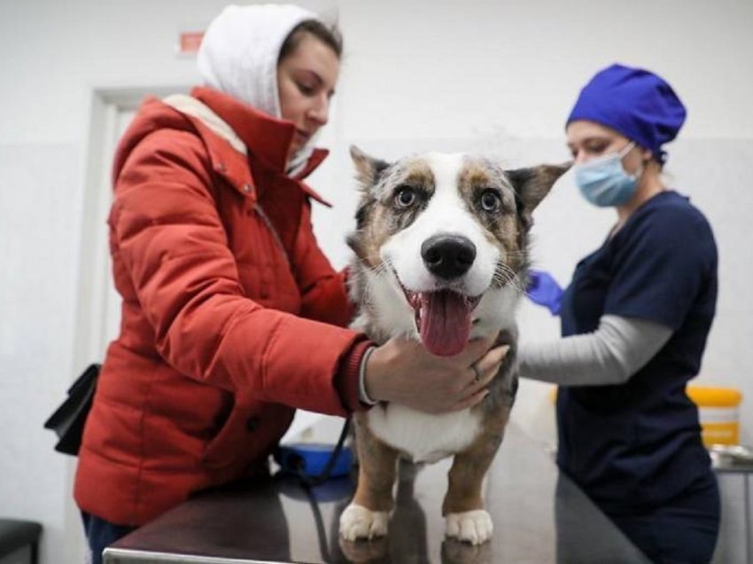Rusia prodhon vaksinat COVID-19 për kafshët