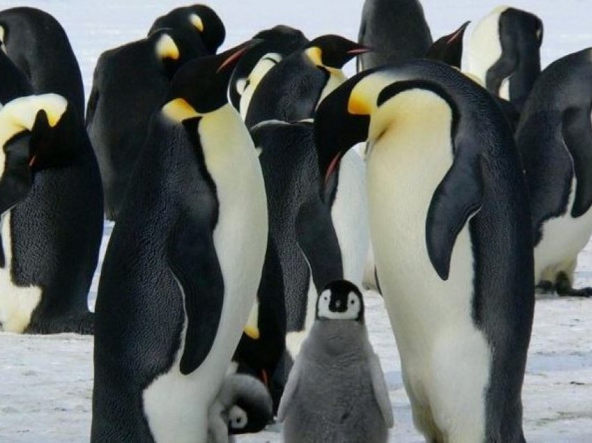 Studim: Ndryshimi i klimës përshpejton rrezikun e zhdukjes së pinguinëve