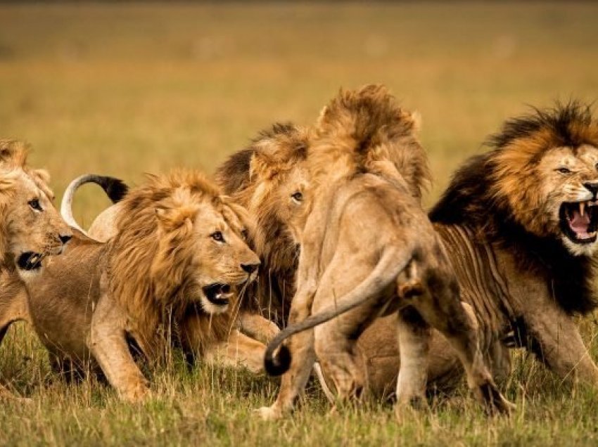 E tmerrshme: Luanët sulmojnë dhe masakrojnë 3 fëmijë