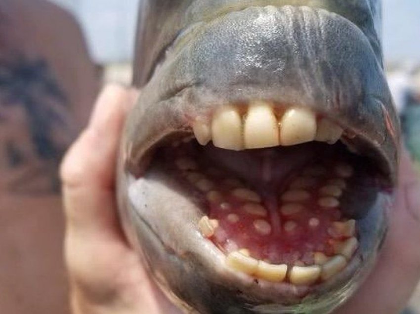 E pazakontë: Kapet peshku me dhëmbë “njeriu”