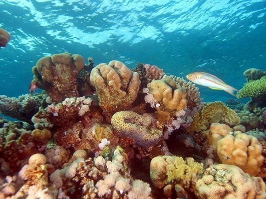 Ndalohen kremrat mbrojtës kimikë, dëmtojnë koralet