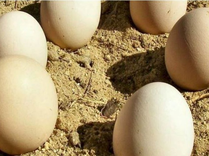 Zbulohen vezët e 85 milionë viteve më parë