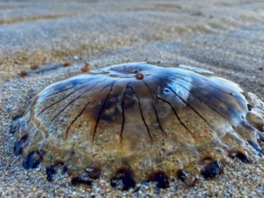 Foto e rrallë e një peshkut brenda një kandili deti