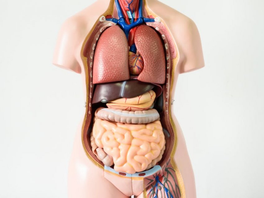 Ja disa nga organet pa të cilat mund të jetojmë