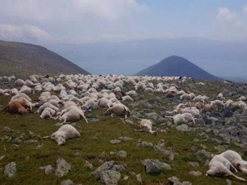 Goditja e rrufesë vret mbi 500 dele në Gjeorgji