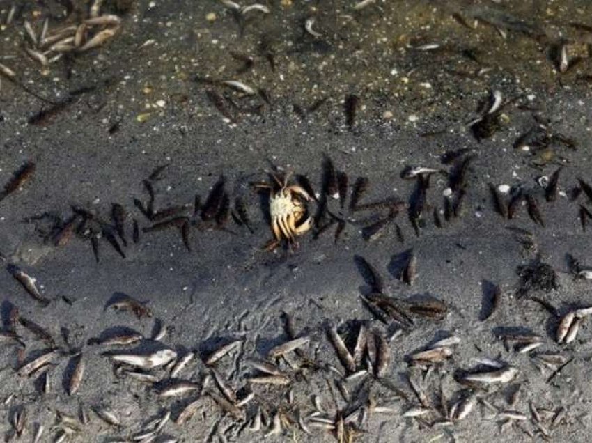 Shokuese: Tonë me peshq të ngordhur shfaqen në bregdet