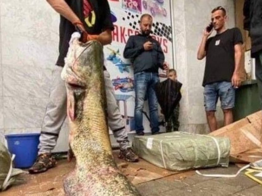 Shkupjani nga Vardari peshkon krap me peshë prej 82 kilogramëve