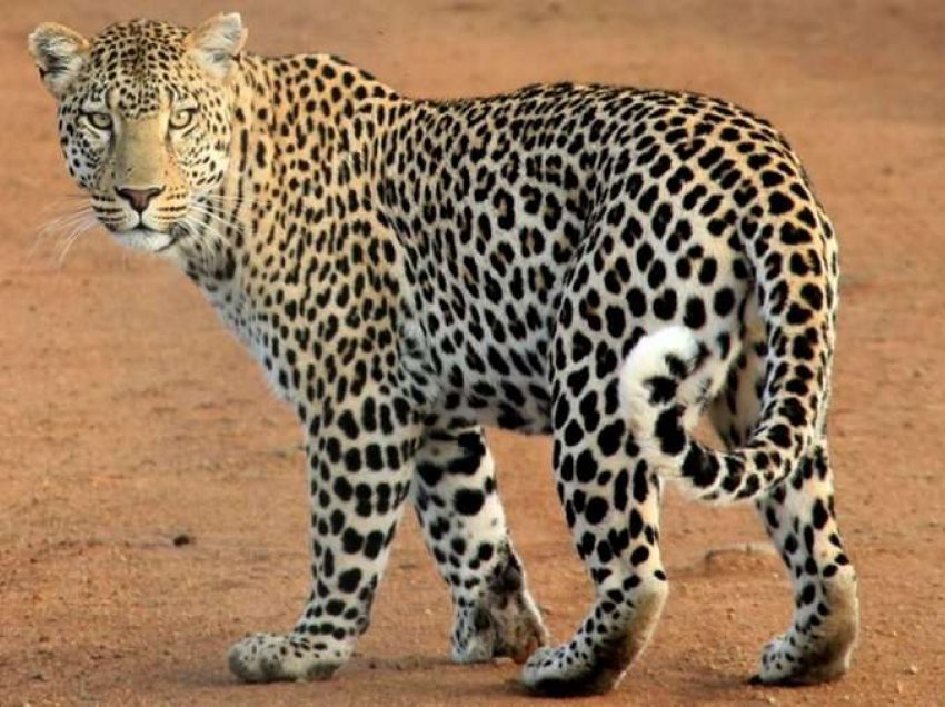Tmerruese: Leopardi sulmon modelen gjatë fotosesionit 