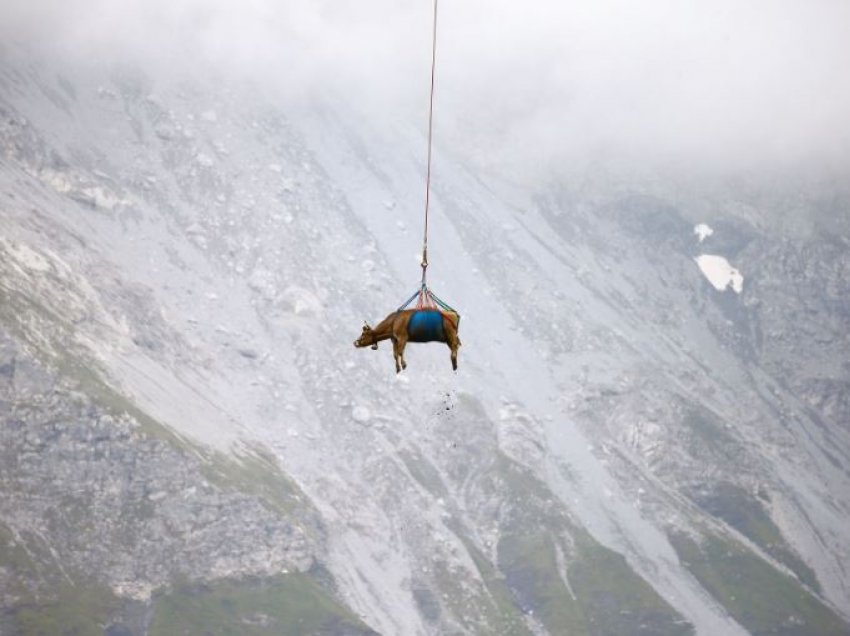 E pazakontë: Nga Alpet e Zvicrës lopët e plagosura barten me helikopter