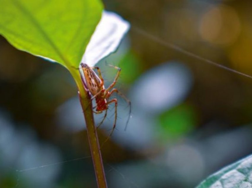 Helmi i merimangës riparon dëmet që i shkakton zemrës një atak kardiak