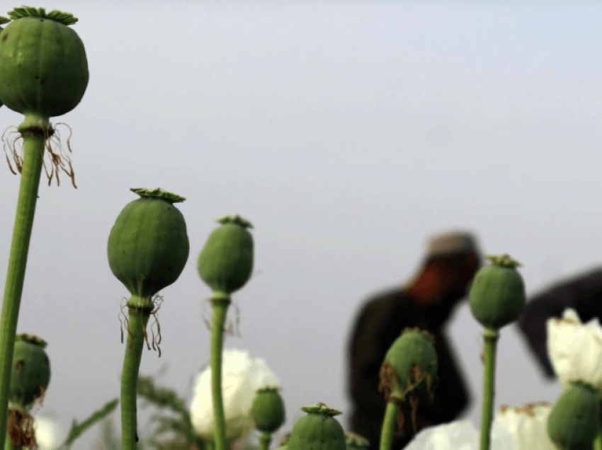 Si fitojnë talibanët nga prodhimi i opiumit?