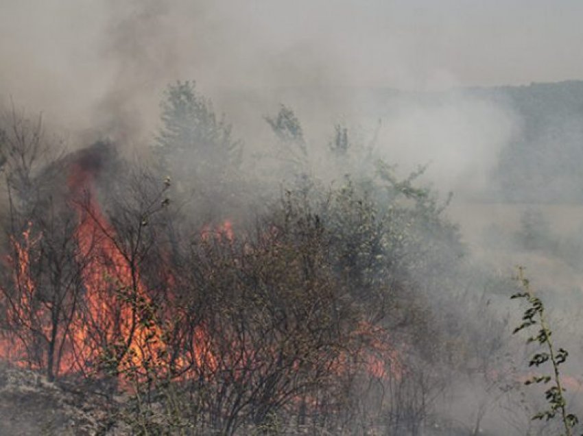 Zjarr në Galiçnicë, ka rrezik të përfshihet edhe zona mbrojtur e pyllit