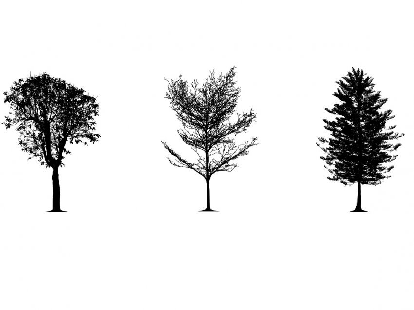 Test personaliteti / Zgjidhni një pemë dhe zbuloni se kush jeni?