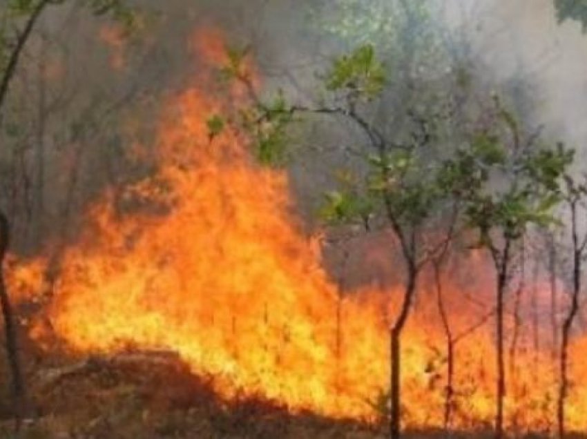 Shkaktoi zjarr nga pakujdesia në një sipërfaqe me pemë, procedohet 69-vjeçari në Shijak